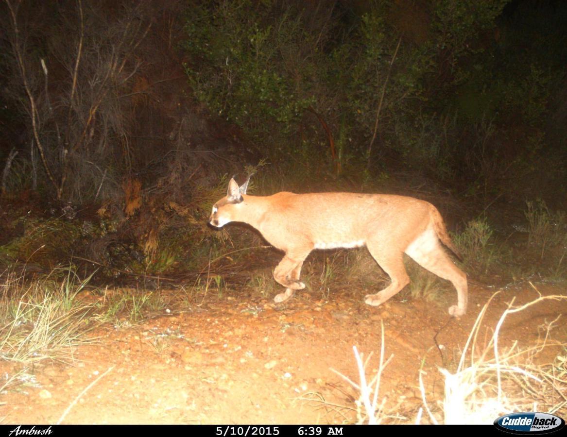 Uilenkraal Farm 215 Private Nature Reserve المظهر الخارجي الصورة